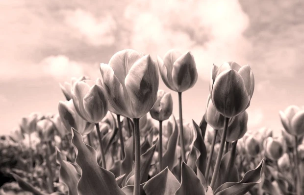 Wall mural of pink tulips against a blue sky FP 5165 - Graphic design featuring tulips in various shapes.
