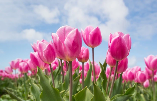 Wall mural of pink tulips against a blue sky FP 5165 - Graphic design. Pink tulips with green leaves.