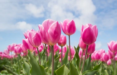 Wall mural of pink tulips against a blue sky FP 5165 - Graphic design. Pink tulips with green leaves.