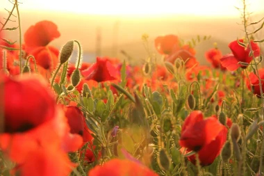 Wall mural of poppies against a rising sun FP 5230 - Graphic design. Poppies in vibrant shades of red.