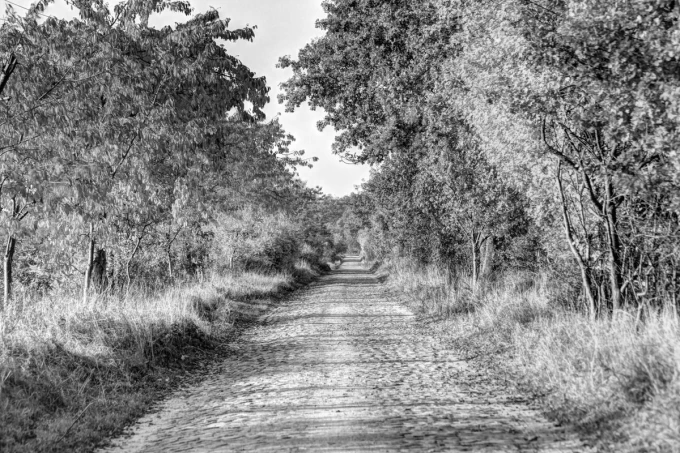 Wall mural of a forest road on an autumn day FP 5318 - Graphic design featuring a simple path surrounded by trees and shrubs.