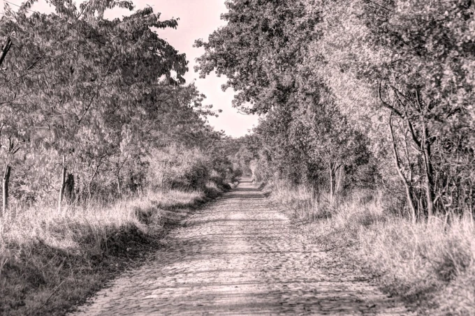 Wall mural of a forest road on an autumn day FP 5318 - A simple path surrounded by trees and shrubs.