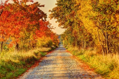 Wall mural of a forest road on an autumn day FP 5318 - Graphic design. Road surrounded by trees in shades of yellow.