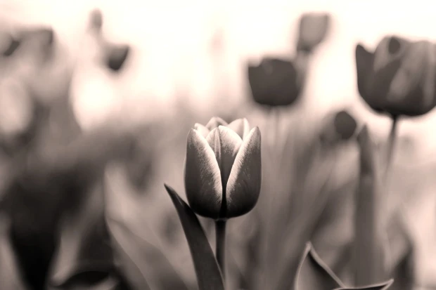 Wall mural of red and pink tulips FP 5354 - Graphic design featuring tulip flowers in various shades.