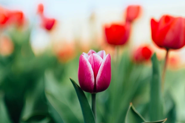 Wall mural with red and pink tulips FP 5354 - Graphic design. Flowers in various shades with green leaves.