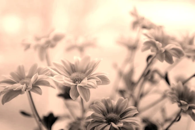 Wall mural with pink daisies FP 5358 - Graphic design. Flowers with delicate petals in shades of pink.