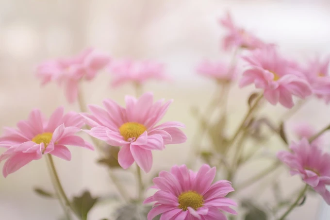 Wall mural with pink daisies FP 5358 - Graphic design. Pink flowers with yellow centers on a light background.