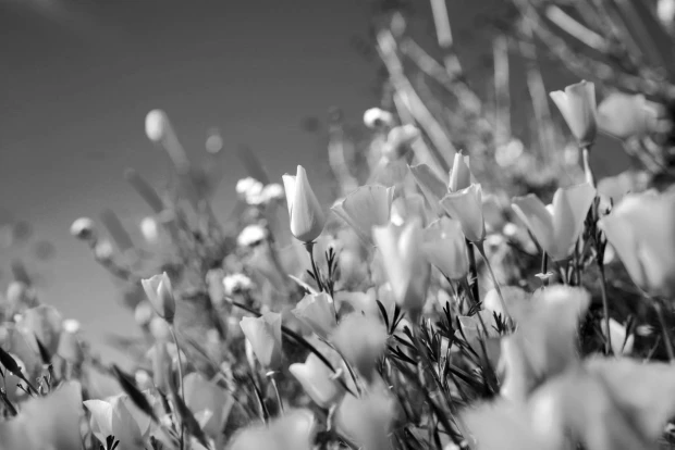 Wall mural of a meadow with yellow flowers FP 5460 - Graphic design. Delicate flower shapes on a blurred background.