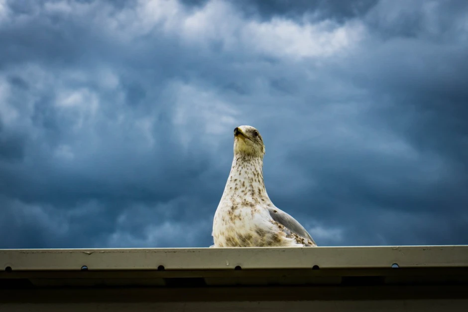 Wall mural of a bird against a navy blue sky FP 5464 - Graphic design featuring a bird amidst dark clouds.