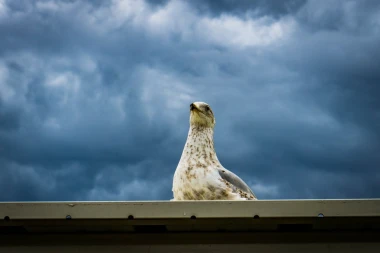 Wall mural of a bird against a navy blue sky FP 5464 - Graphic design featuring a bird amidst dark clouds.