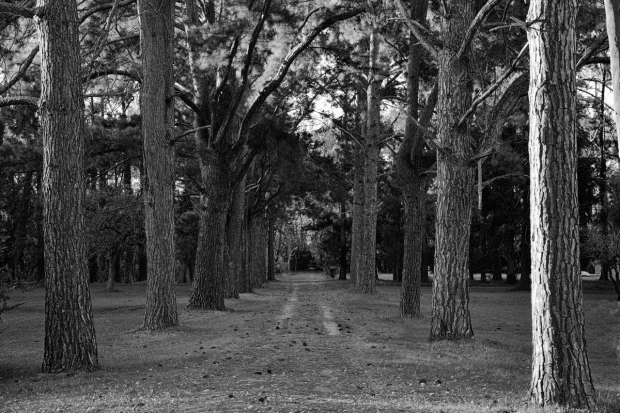 Wall mural of a well-maintained park path FP 5737 - Graphic design featuring a simple path surrounded by tall trees.