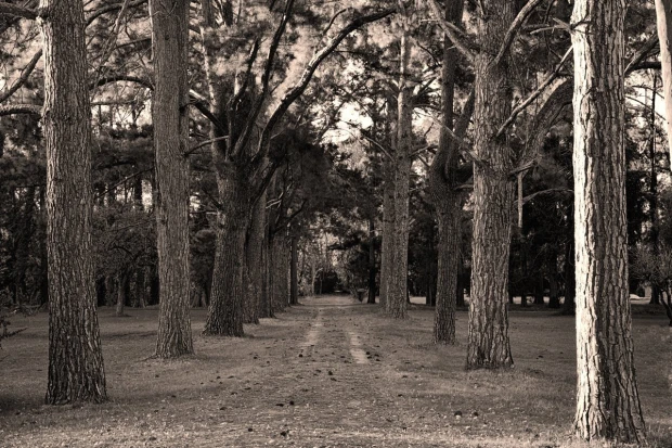Wall mural of a well-maintained park pathway FP 5737 - Graphic design featuring a simple path surrounded by tall trees.