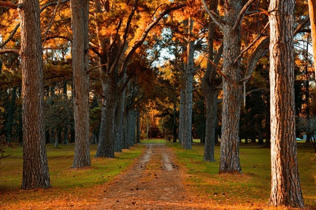 Wall mural of a well-maintained park pathway, featuring a tree-lined avenue with a ground covered in leaves.