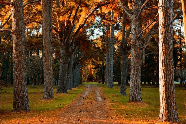 Wall mural of a well-maintained park pathway, featuring a tree-lined avenue with a ground covered in leaves.