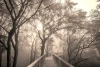 Wooden bridge wallpaper under tree canopies FP 5733 - Forest decor with gray tones and natural elements.