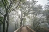 Wooden walkway wallpaper under tree canopies FP 5733 - Forest decor. Shades of gray and green trees.
