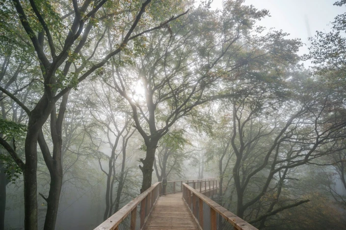 Wooden walkway wallpaper under tree canopies FP 5733 - Forest decor. Shades of gray and green trees.