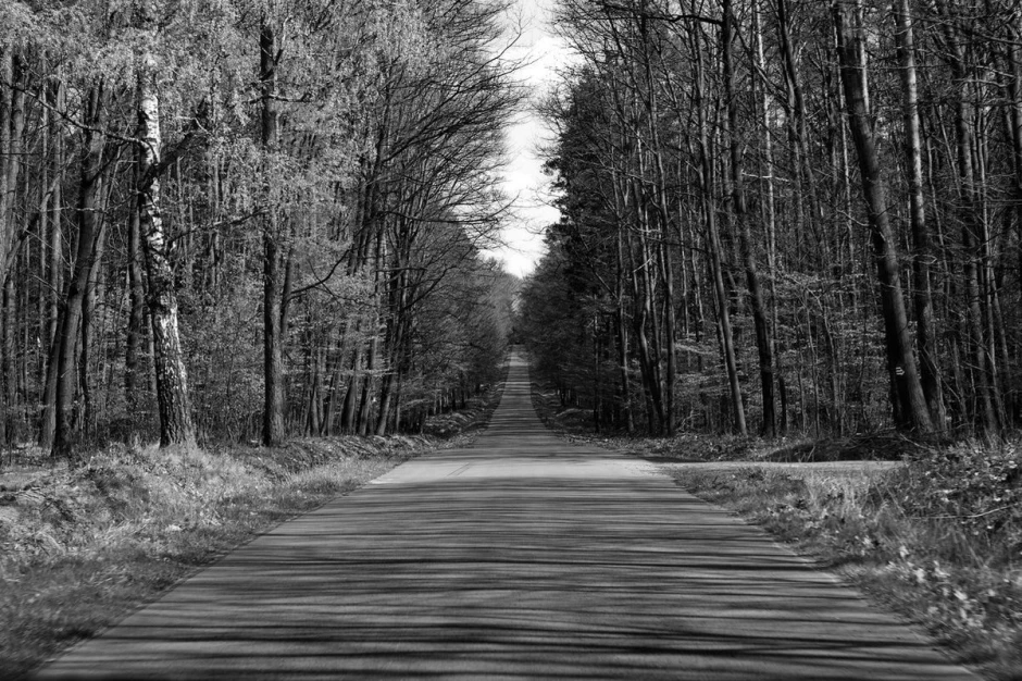 Wall mural of a road in a lush green forest, surrounded by trees, with a vivid graphic design.