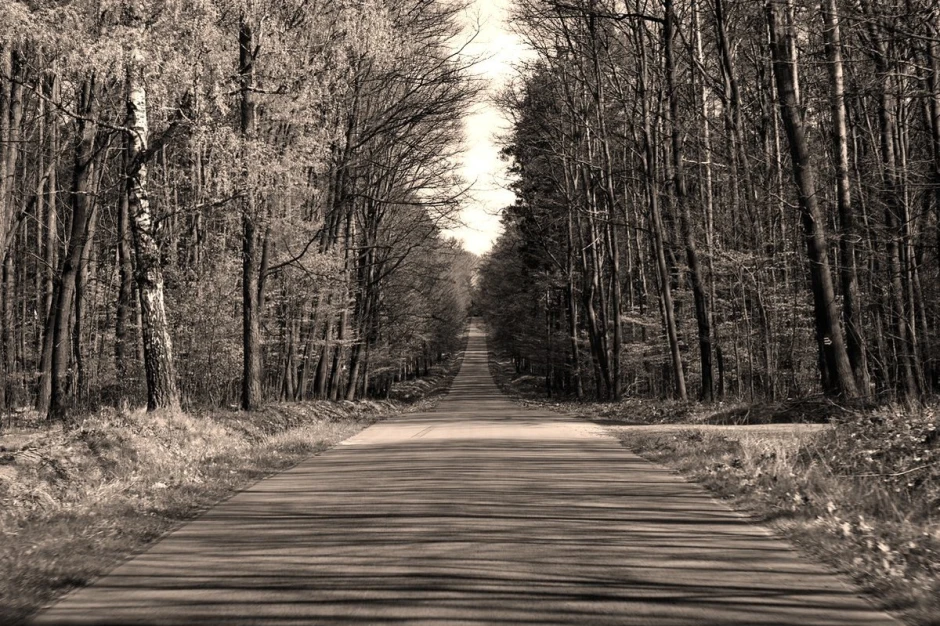 Wall mural of a road in a lush green forest FP 5728 - Graphic pattern with trees lining the path.