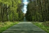 Wall mural of a road in a lush green forest FP 5728 - Graphic design. A simple road surrounded by trees and greenery.
