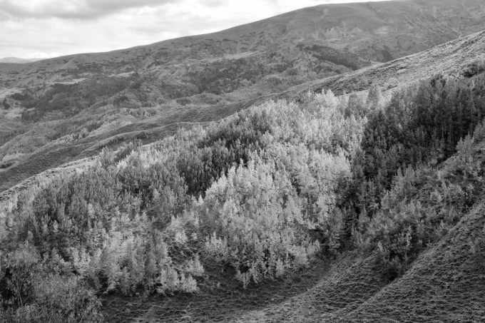 Autumn hills wallpaper FP 5763 - Graphic design featuring hills with trees in various shades.