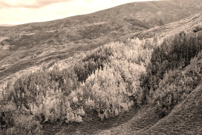 Autumn hillside wallpaper FP 5763 - Graphic design featuring hills with trees in shades of brown.