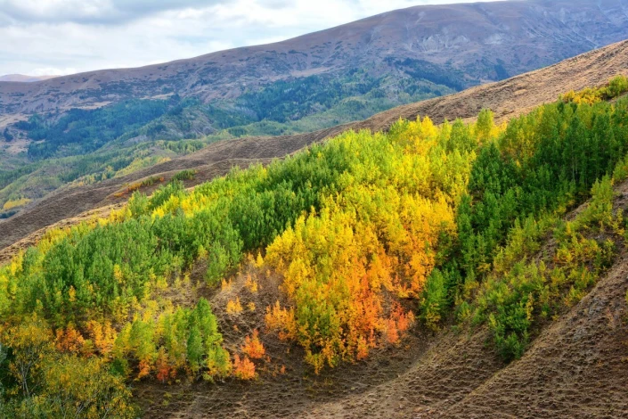 Autumn hills wallpaper FP 5763 - Graphic design featuring colorful trees in shades of green.