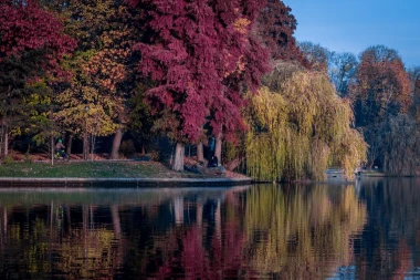 Autumn wall mural FP 5739 - Graphic design featuring vibrant reds, yellows, and greens in tree patterns.