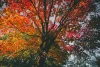Autumn tree wall mural FP 5734 - Graphic design featuring a tree with branching limbs in vibrant colors.