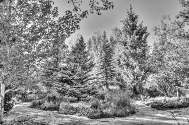 Wall mural of an autumn park landscape FP 5789 - Graphic design featuring coniferous and deciduous trees in various shapes.