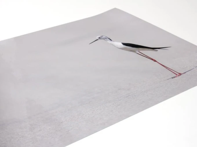 Magnetic whiteboard bird 230 - Graphic design featuring a bird on a light background with long legs.
