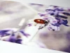Dry-erase ladybug board 250 - Features a ladybug design on a background of purple flowers.