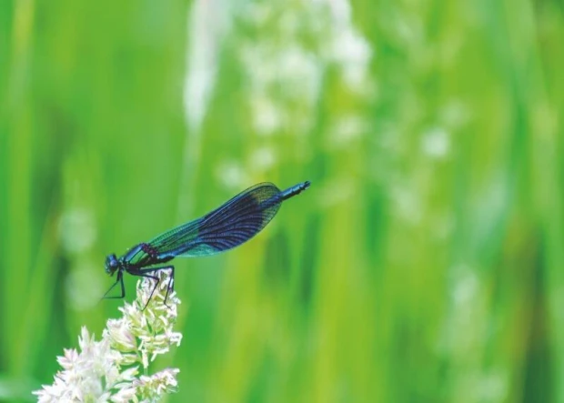 Dragonfly dry-erase board 288 - Graphic design featuring a dragonfly against green grass and white flowers.