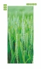 Wheat field door mural FP 1810 - Graphic design. Green wheat fields with distinct ears in the background.