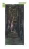 Forest path door mural FP 6025 - Graphic design depicting a trail surrounded by tall trees.