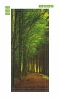 Forest path wallpaper for doors FP 6049 - Graphic design featuring a trail surrounded by trees.