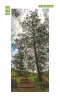 Mountain path door mural FP 6036 - Graphic design featuring a forest trail with trees on both sides.