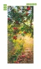 Apple tree door mural FP 6067 - Graphic design featuring an apple tree with red fruits against a green background.
