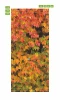 Autumn leaves door mural FP 6068 - Graphic design with leaves in shades of yellow, orange, and red.