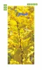 Yellow autumn leaves door wallpaper FP 6077 - Graphic design with shades of yellow and vein details.