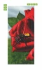 Rose door mural FP 6102 - Graphic design featuring a red rose with green leaves and an insect on a petal.