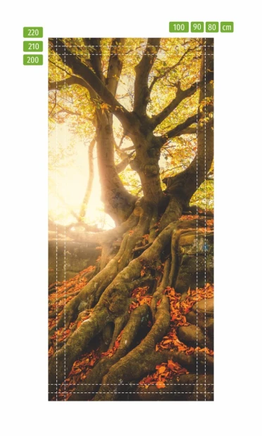 Wallpaper for doors featuring an old tree in sunlight, with a wide crown, roots, and drooping branches.
