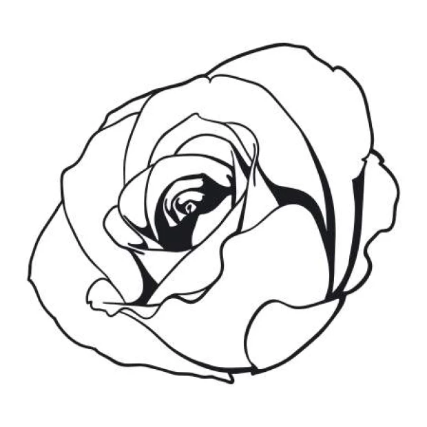 Rose wall template 2079 - Graphic design with clear contours and intricate petal details.