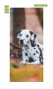 Black and white door wallpaper FP 6176 featuring a Dalmatian dog against a natural backdrop.