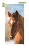 Door wallpaper FP 6150 - Graphic design featuring a horse\'s head with brown fur and a white patch.