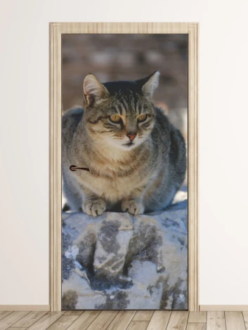 Cat door mural FP 6166 - Graphic design featuring a cat sitting on a stone with detailed fur and a shaded background.