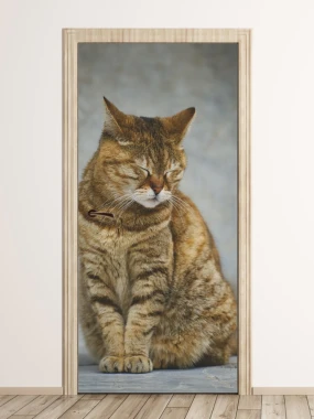 Door mural cat FP 6164 - Hallway arrangement. Light-colored walls, wooden floor.