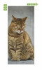 Door wallpaper cat FP 6164 - Graphic design featuring a brown striped cat.