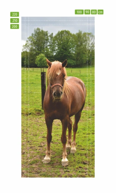 Young horse door mural FP 6188 - Graphic design featuring a brown horse on a green grass and tree background.