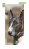 Door mural dog FP 6161 - Graphic design featuring a brown and white bull terrier.